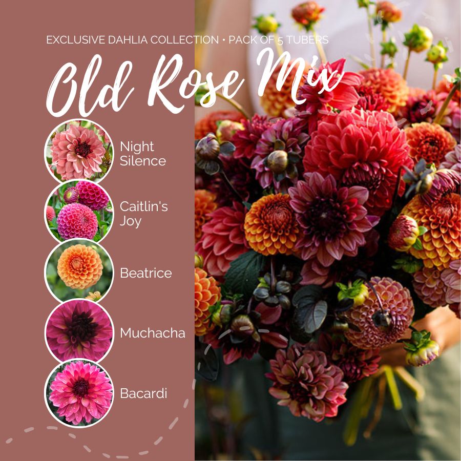 Dahlia Bulbs (Ball & Decorative) - Old Rose Mix