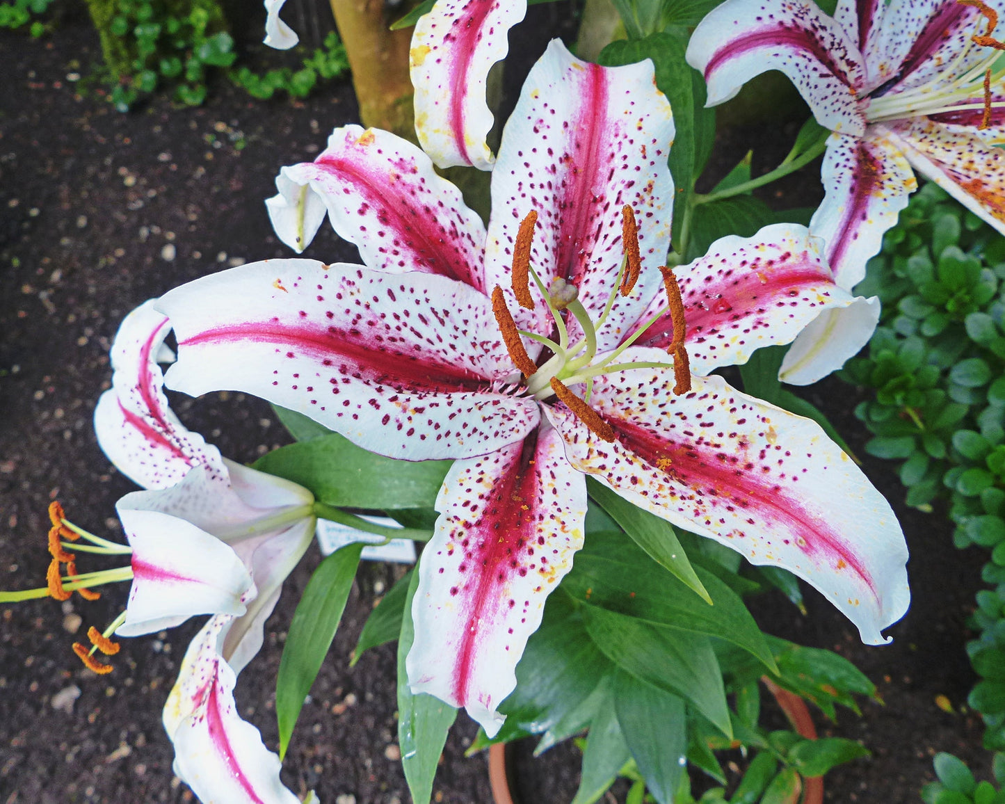 Lily 'Dizzy'