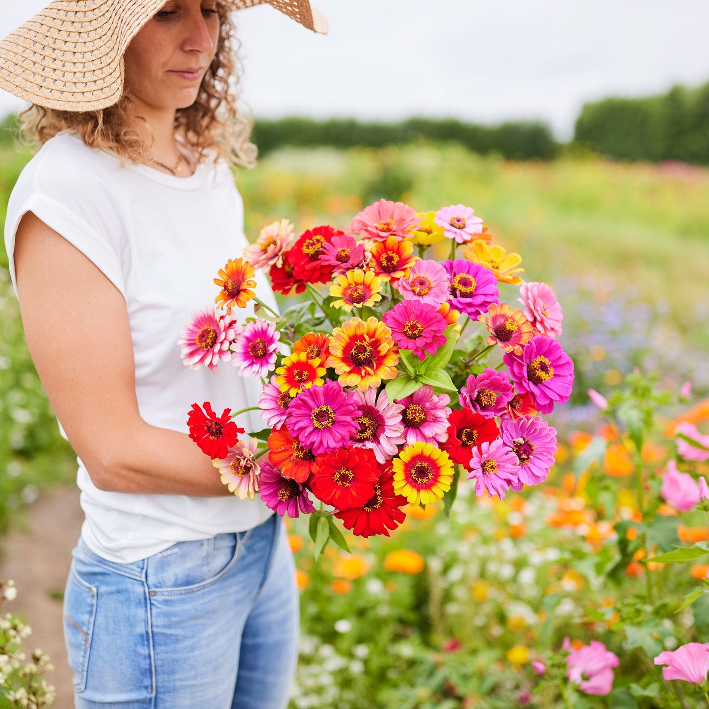 Zinnia Seeds - Carrousel Mixed