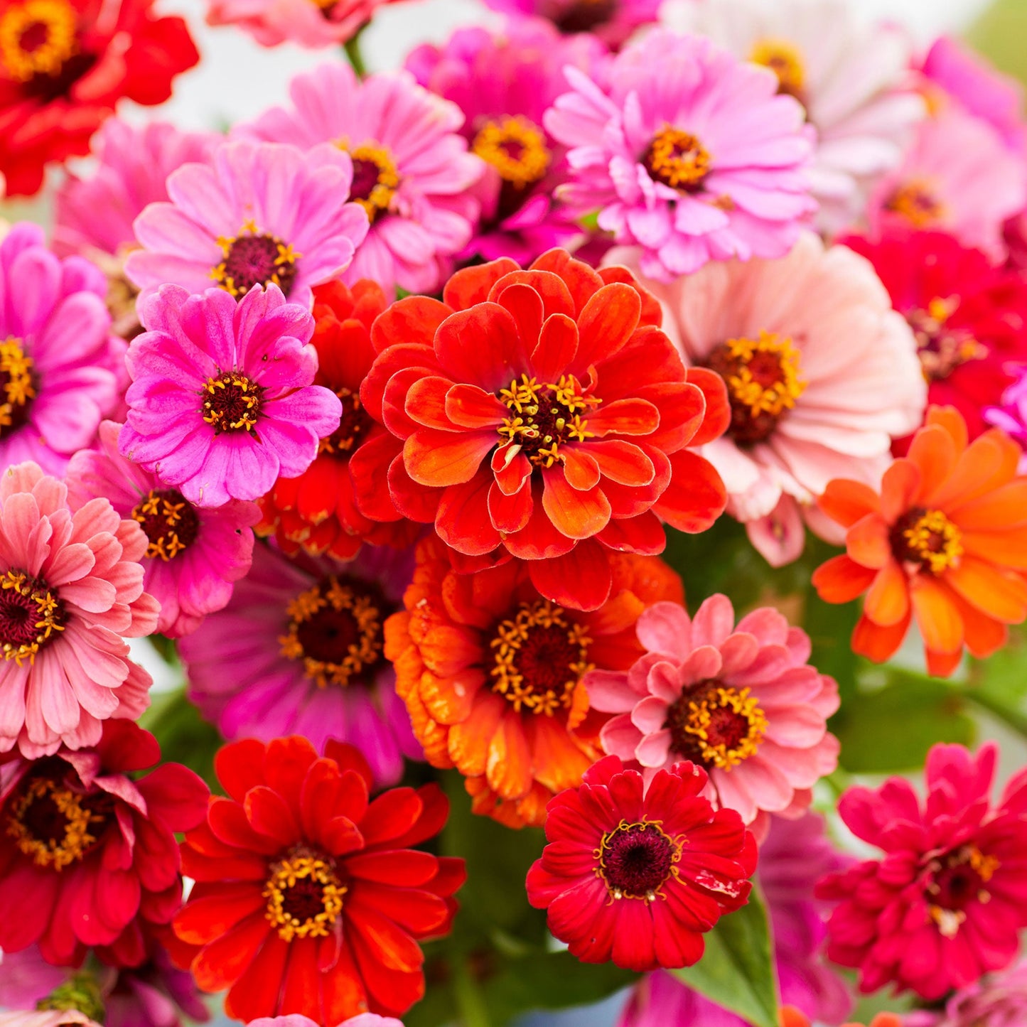 Zinnia Seeds - Dahlia Flowered