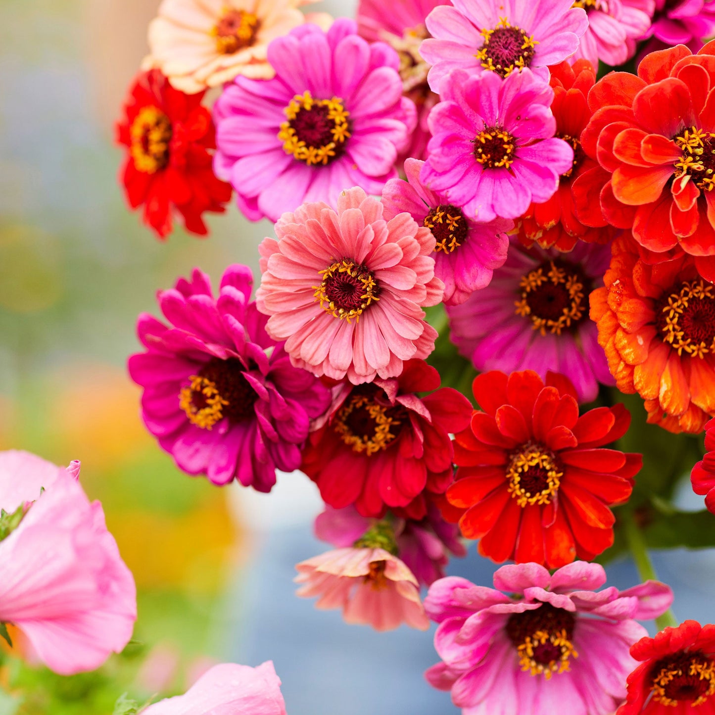 Zinnia Seeds - Dahlia Flowered