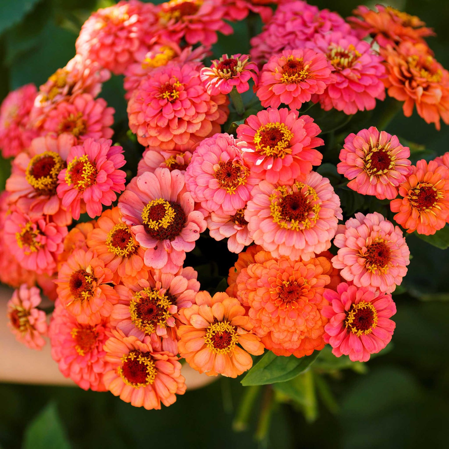 Zinnia Seeds - Pumila Salmon