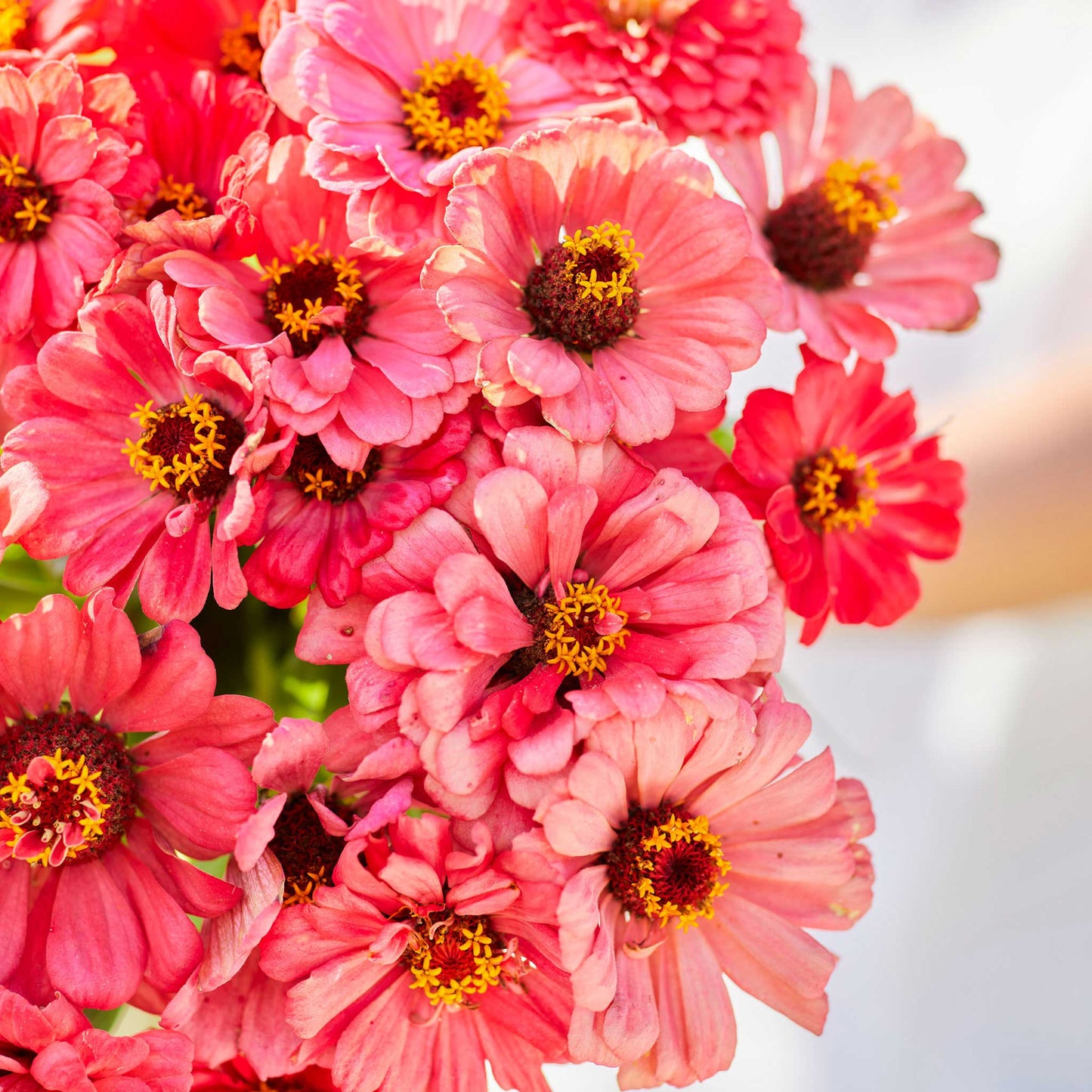 Zinnia Seeds - Salmon Queen