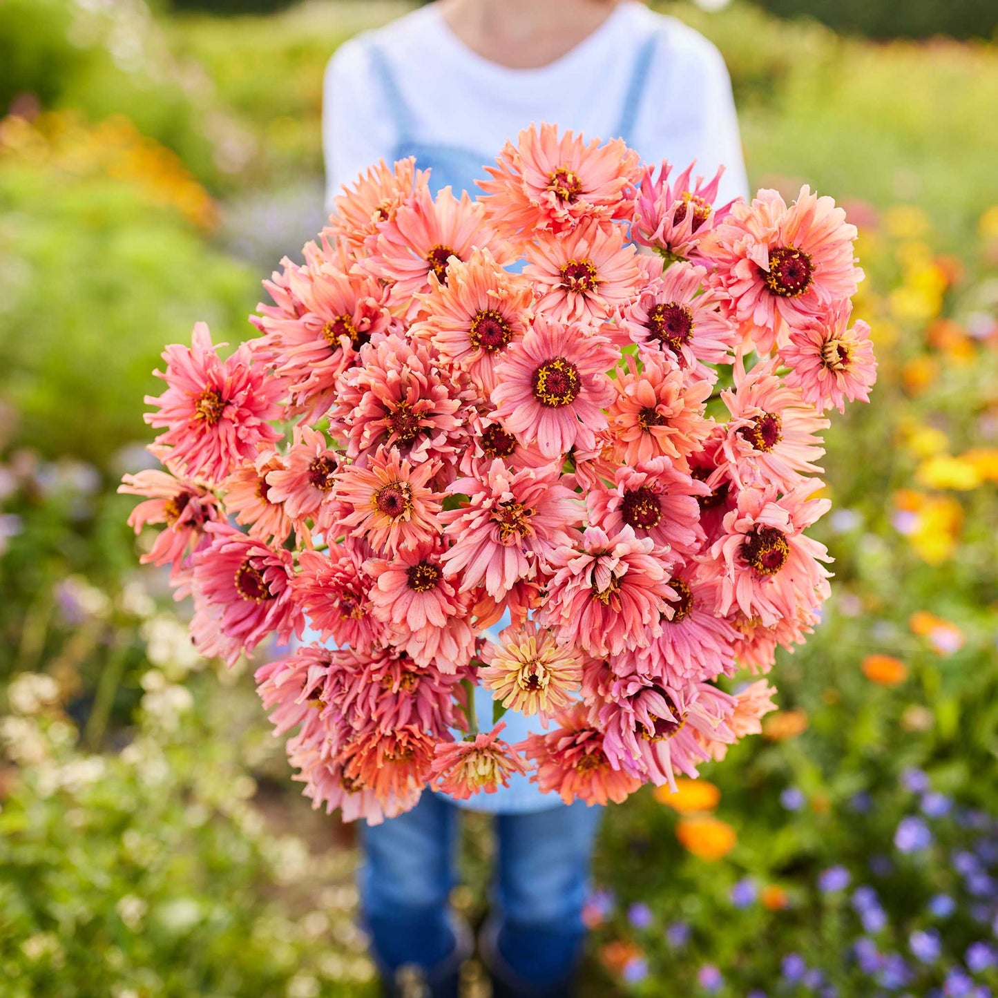 Zinnia Seeds - Senorita